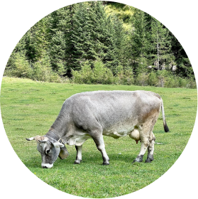cow